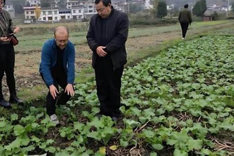 颗粒硼肥的正确使用方法