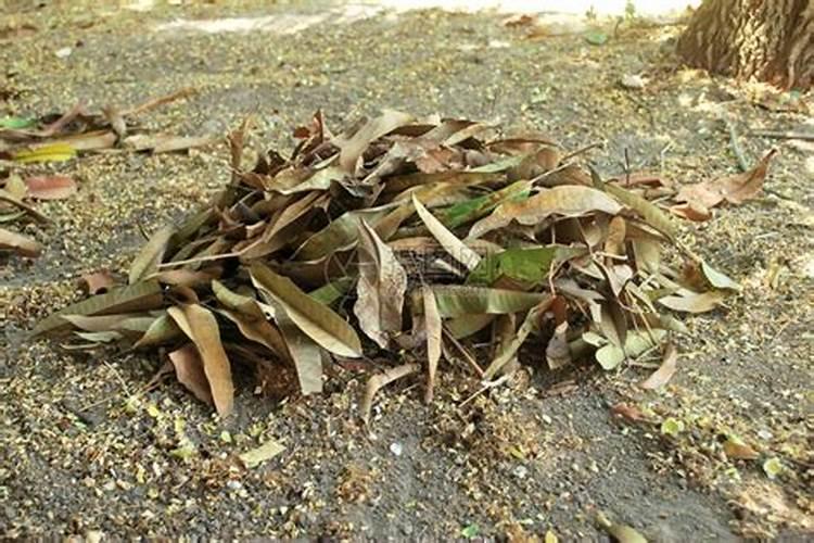 怎么把树叶做成花的肥料