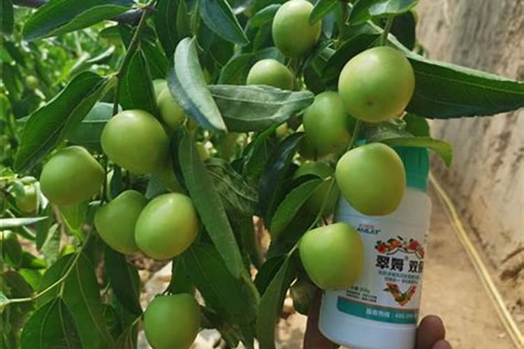 冬枣树施什么底肥好