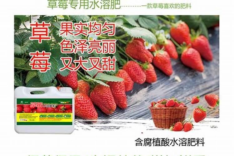 草莓什么时候施肥最好？