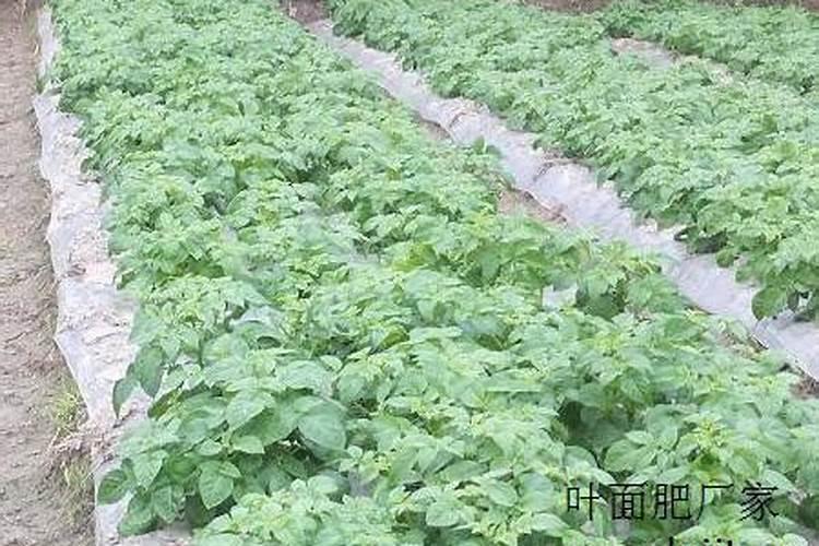 土豆追肥用什么肥料？用了这些肥料土豆养得活才怪