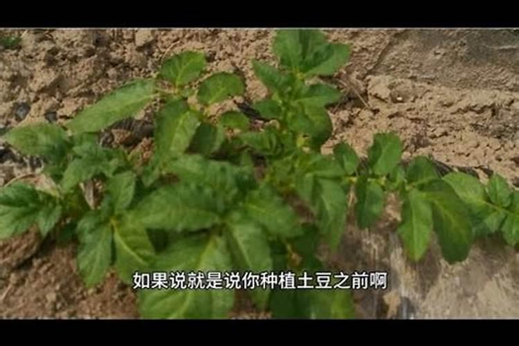 土豆叶面肥功能解析