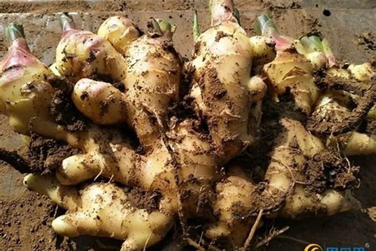 生姜专用肥料