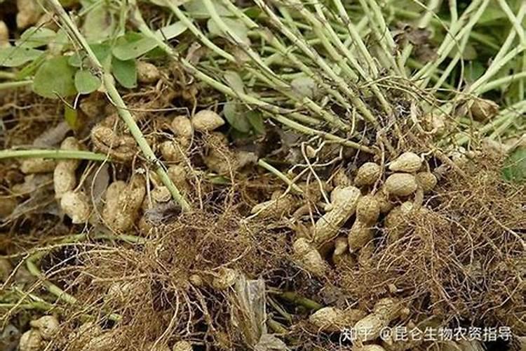 花生叶面肥用什么高产