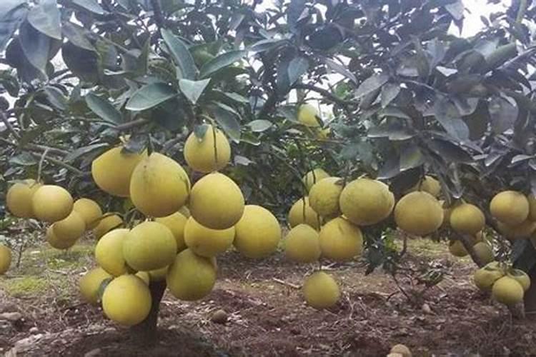 柚子施什么肥最甜,柚子树施什么肥比较好