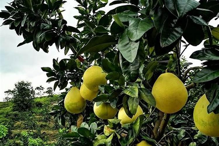 柚子树施什么肥料最好