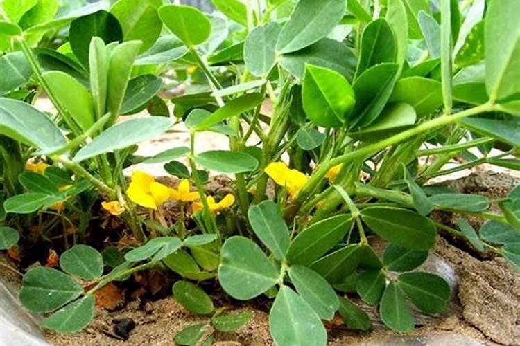 芸苔素和控旺剂如何科学使用？混用是否对作物产生影响