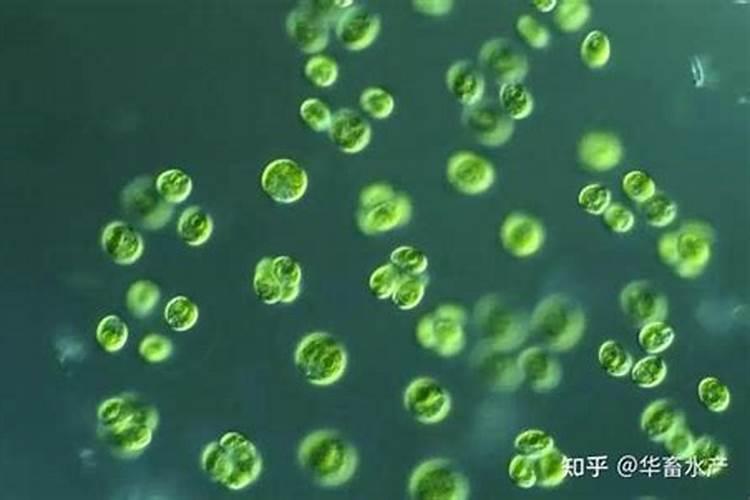 池塘里蓝藻怎么处理 鱼塘长蓝藻是什么原因