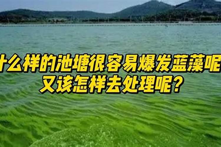 河蟹养殖池塘蓝藻暴发原因及处理方法