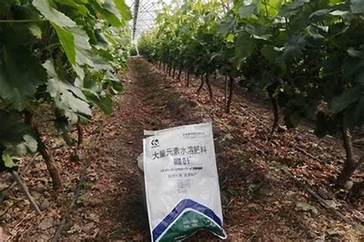 普惠农丰的水溶肥用了效果如何？