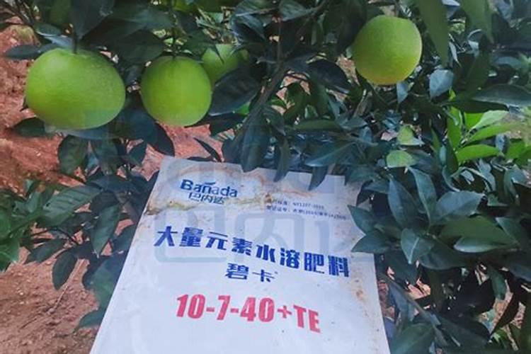 果树开花前需要施什么肥料