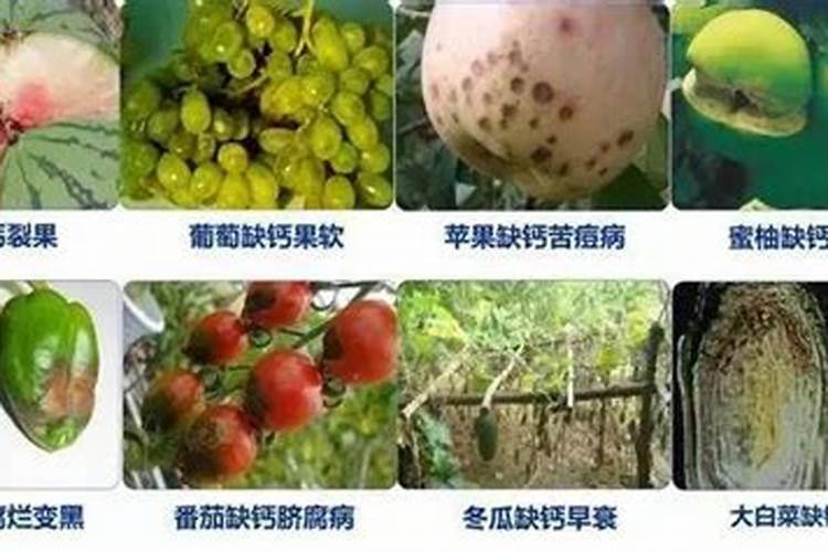 多肉施什么肥好