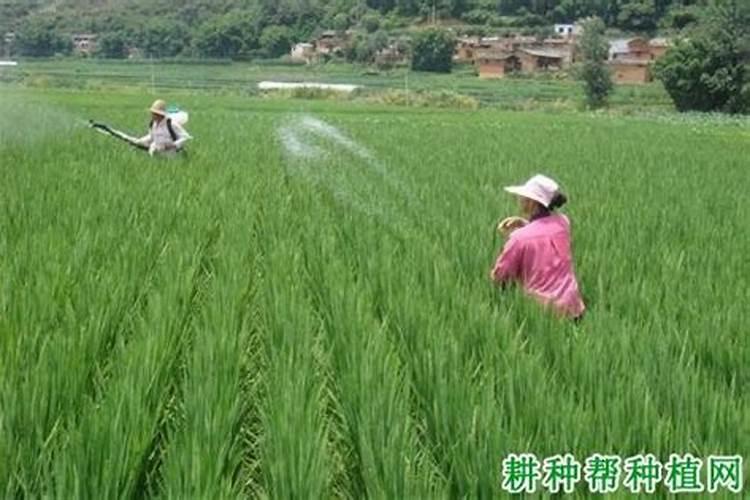 硅肥应该在什么时候使用 硅肥什么时候施最佳