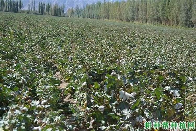 农作物在什么情况下需要施硼肥？要注意什么？