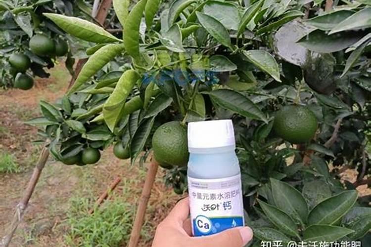 青苔用什么方法可以清除掉(处理青苔干净的最好办法)