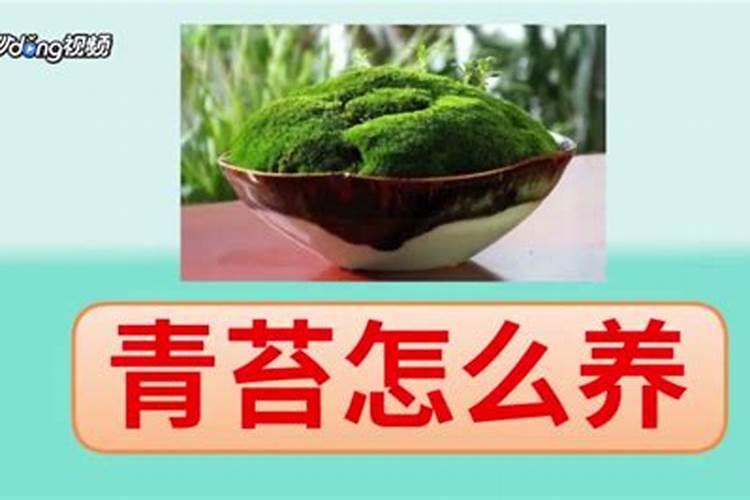青苔最怕什么肥料？