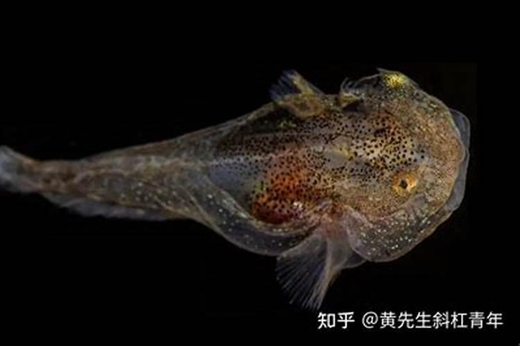 鱼冷冻一个月还能吃吗