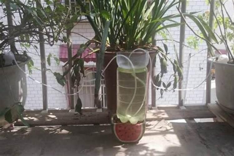 用复合肥浇花多少倍几天一次