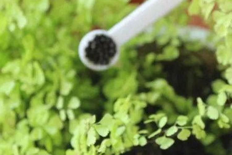 养花的氮肥有哪些