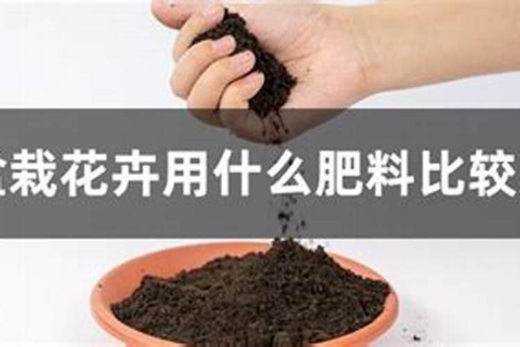 养花用什么肥料最好