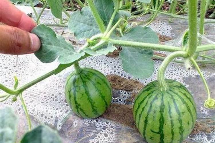 果树在果实膨大期施入钾肥过量有危害吗？