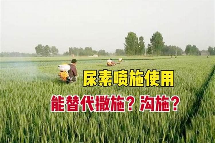 小麦返青什么时候浇水最合适