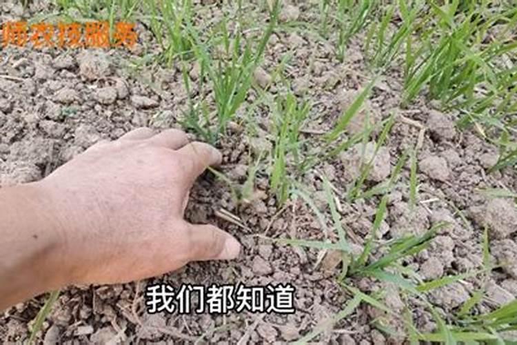 11月月季先用二氢钾灌根再浇透水还是先浇投水再灌根