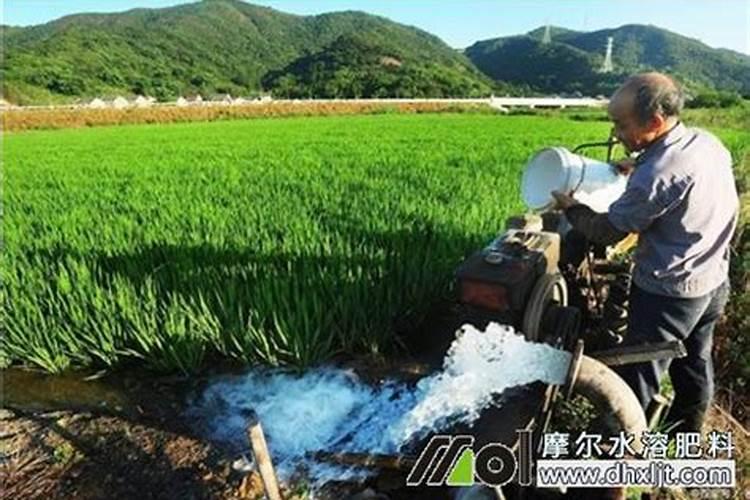 兰花施肥时间和方法,兰花多久施肥一次合适