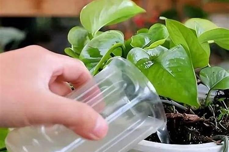 种花买什么肥料最好 家庭种花一般用什么肥料