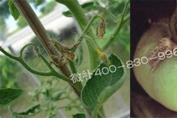番茄缺硼叶片和果实会有哪些症状表现？