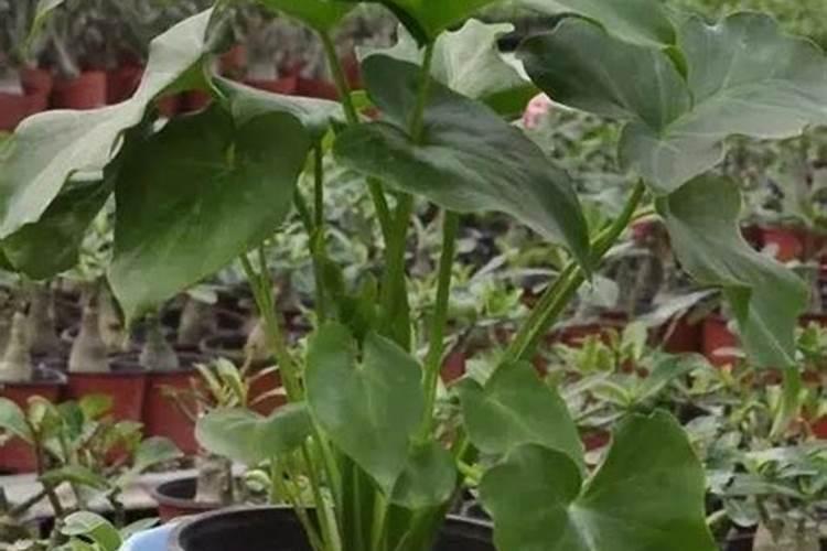 哪些绿植适合氮肥