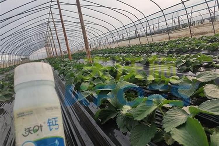 温室种植草莓在使用钙肥时,都有哪些注意事项？