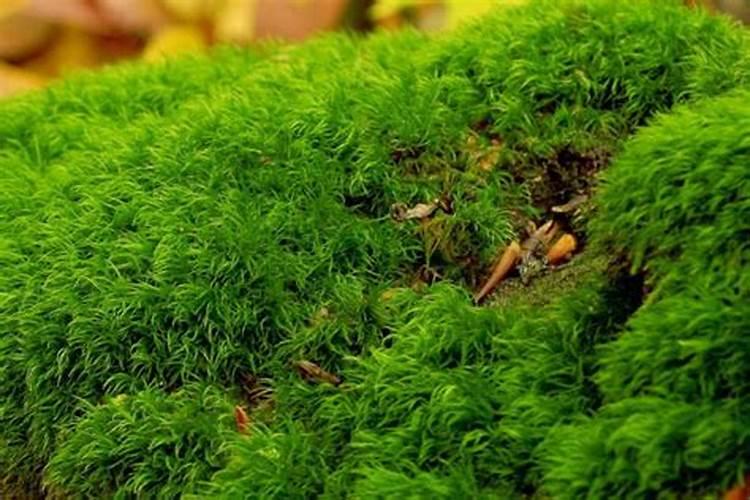 清除青苔最有效的方法 老家青苔怎么清理