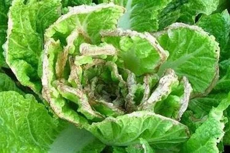 种植大白菜干烧心的防治方法有哪些？