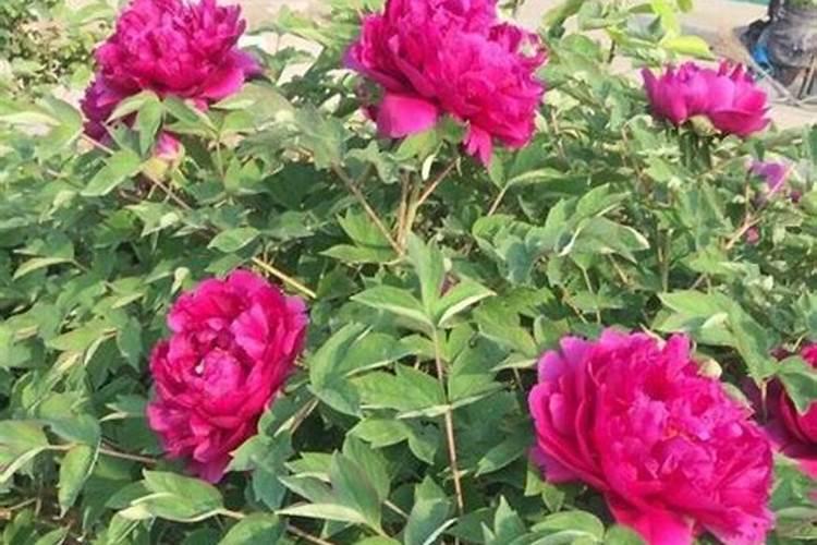 牡丹施肥用什么肥料合适 种植牡丹花四大高效肥料