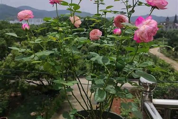 牡丹花施什么肥好
