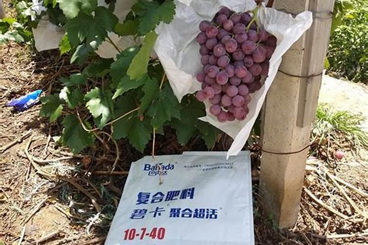 水容肥给果树多久施肥一次