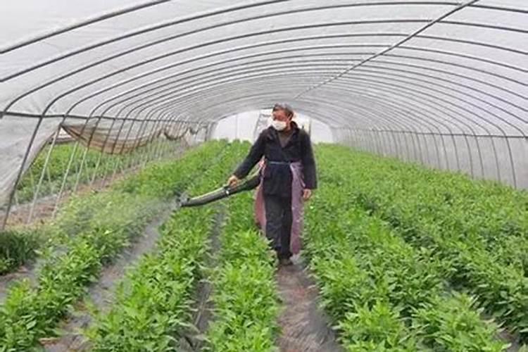 叶面施肥的好处,叶面施肥方法