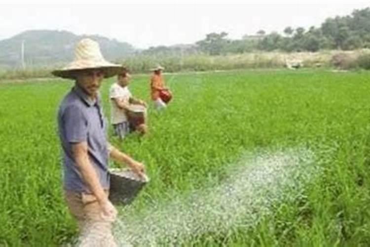 冲施水溶肥几天见效,水溶肥有什么作用