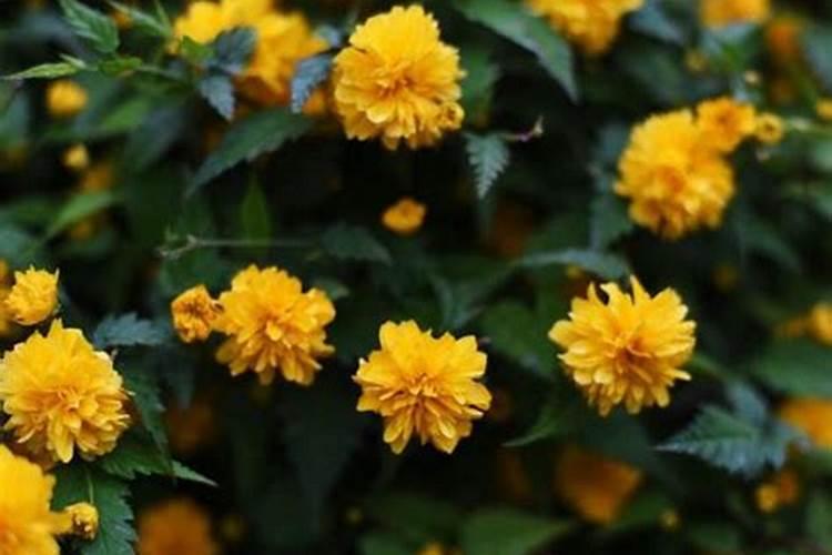 菊花养护要注意什么问题,菊花需要修剪吗