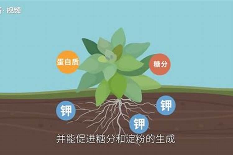 金钱树该施什么肥料