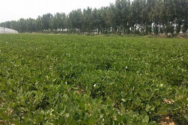 一盆花放几粒复合肥合适、一盆花用多少复合肥