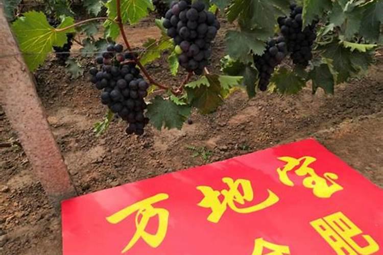 一棵葡萄树全年需要多少钙肥？