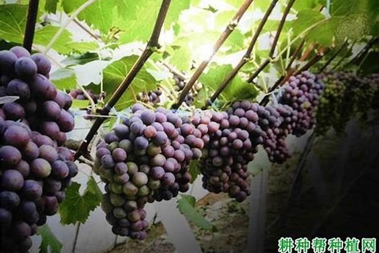 葡萄在什么时期施肥好？