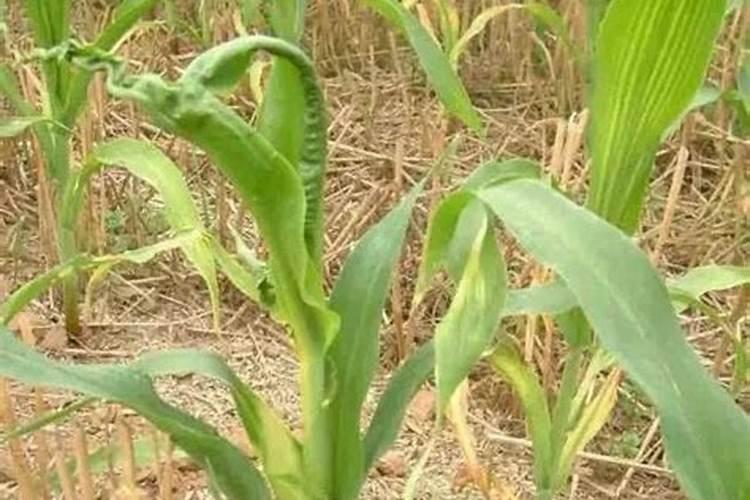 种植玉米,要什么时候打叶面肥合适