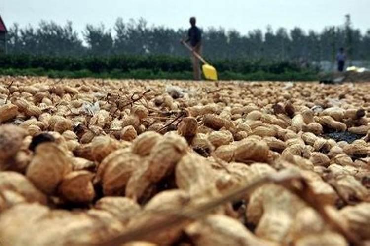 花生用什么叶面肥好 附种植方法
