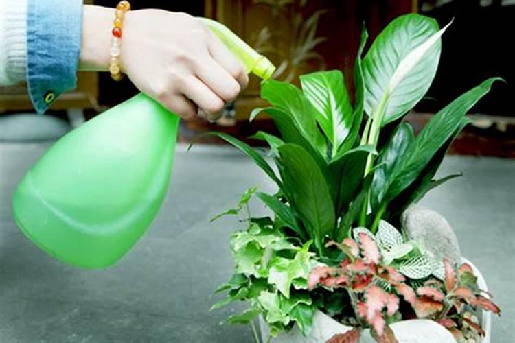 室内植物叶子发黄施肥,及时追施氮肥养护