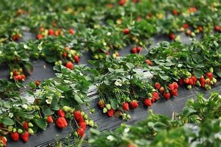 草莓苗种植多久能施肥怎么施肥才能使草莓长势好