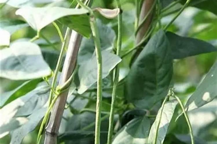 硼肥有哪些作用 硼肥的9大施用误区