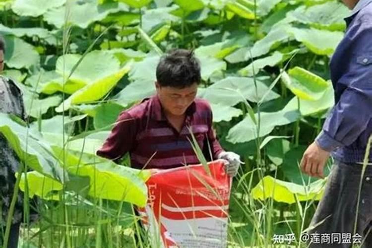玉米专用叶面肥什么牌子好
